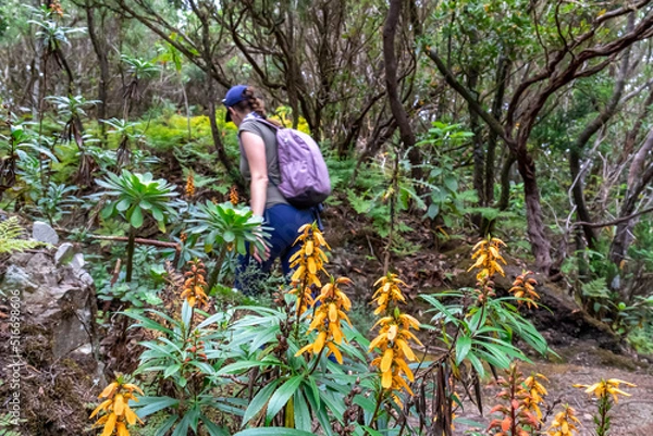 Fototapeta Woman walking next to flowers Digitalis canariensis on a hiking trail through the enchanted tropical forest in Anaga mountain range on Tenerife, Canary Islands, Spain, Europe, EU. Diversified fauna