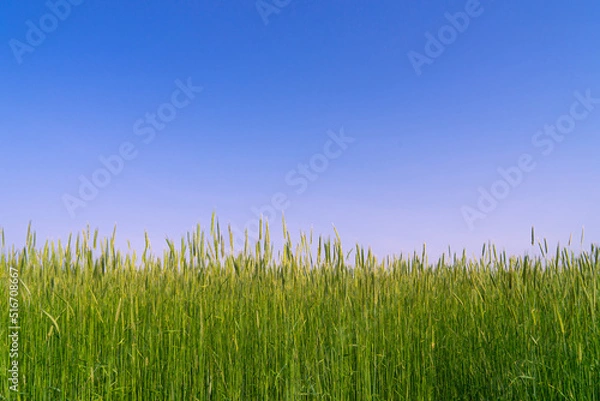 Obraz 안성목장의 아침