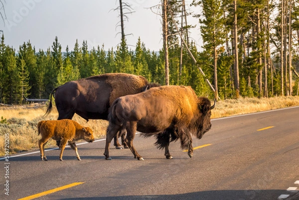 Fototapeta Herd of bison blocking road in Yellowstone National Park