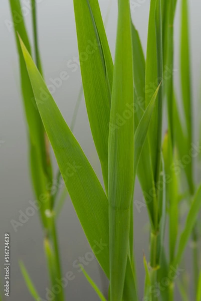 Obraz grass closeup in the wind