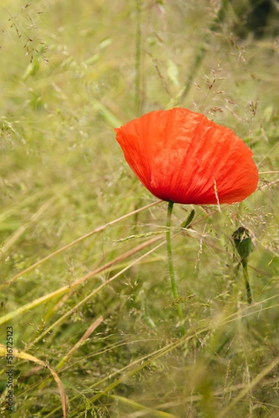 Obraz red poppy flower