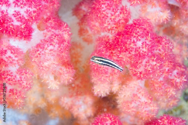 Obraz ニジギンポ