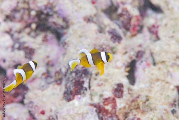 Obraz クマノミ　幼魚