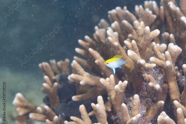 Obraz クロスズメダイ 幼魚