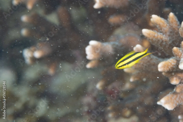 Obraz ヒレナガスズメダイ　幼魚