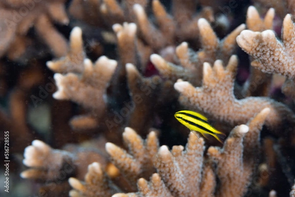 Obraz ヒレナガスズメダイ　幼魚