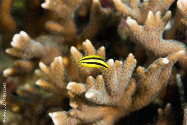 Obraz ヒレナガスズメダイ　幼魚