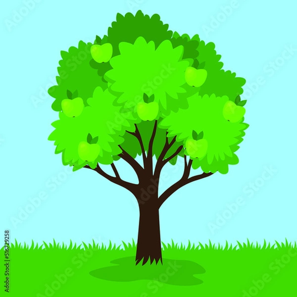 Fototapeta Apple tree with green apples