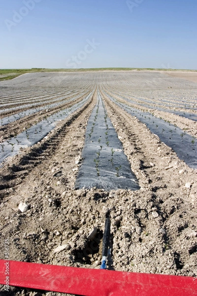 Obraz camporiego1604