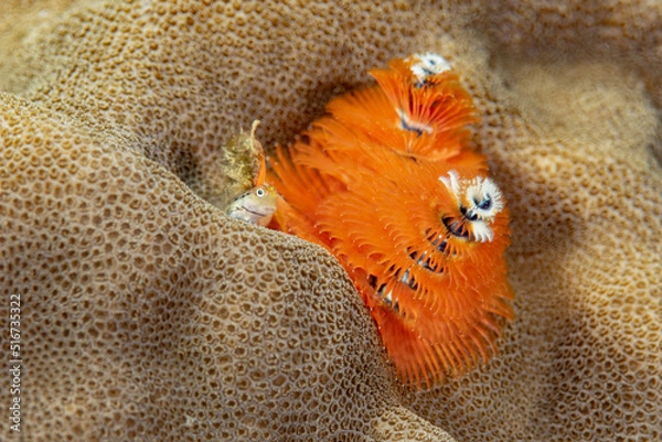 Obraz イシガキカエルウオ