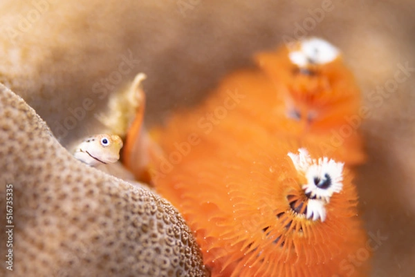 Obraz イシガキカエルウオ