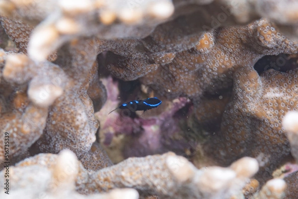 Obraz アツクチスズメダイ　幼魚