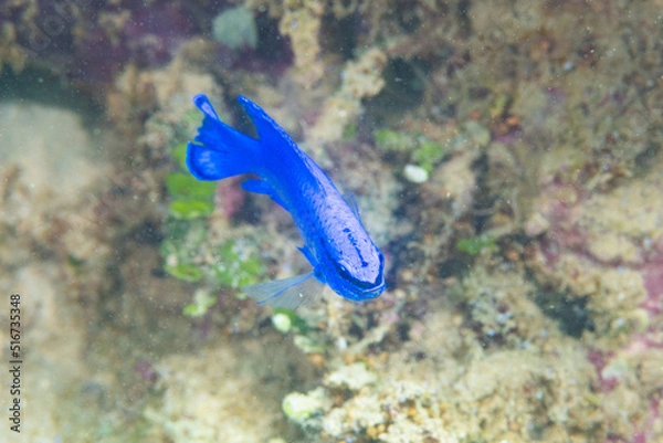 Obraz ルリスズメダイ