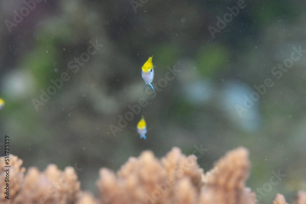 Obraz クロスズメダイ 幼魚