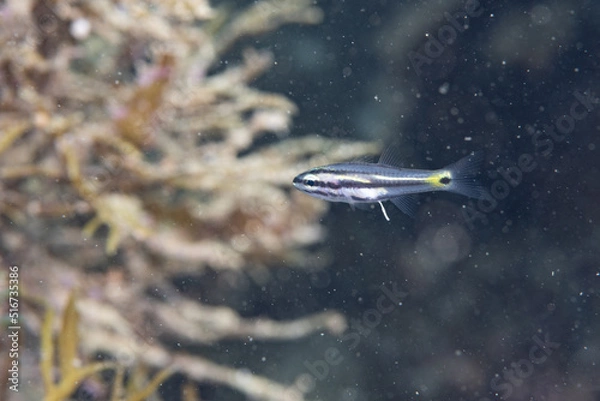 Obraz ナガレボシ テンジクダイ