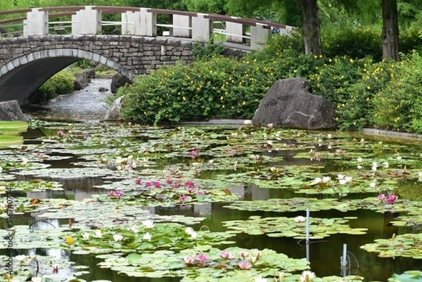 Obraz 植物園、公園、屋内、温室、花壇、蓮、水蓮、蓮根、ロータス、蓮の花、レンコン、ロータス効果、蓮台、lotus、