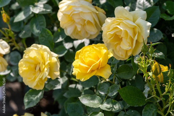 Fototapeta 黄色のバラ