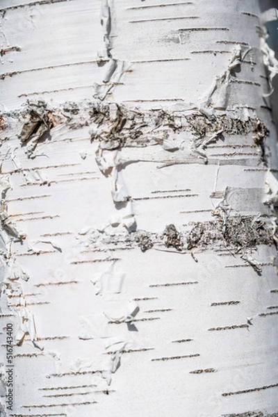 Fototapeta Birch forest in early spring. .Close-up of trunks of tree. Russian nature. No people.