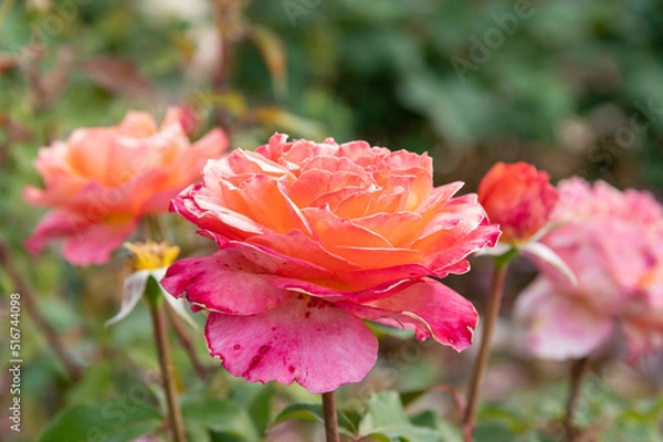 Fototapeta ピンクのバラ