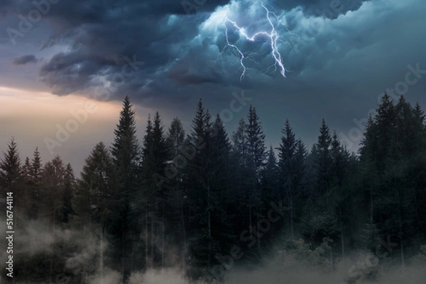 Obraz thunderstorm with lightning at sunset in a fir forest