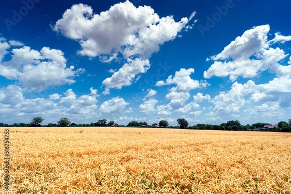 Obraz Golden wheat field cloudscape panorama with white clouds on blue sky in summer before harvest