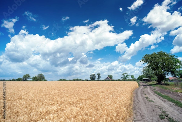 Obraz Golden wheat field cloudscape panorama with white clouds on blue sky in summer before harvest