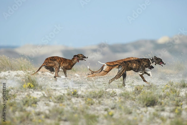 Fototapeta Greyhounds running at field