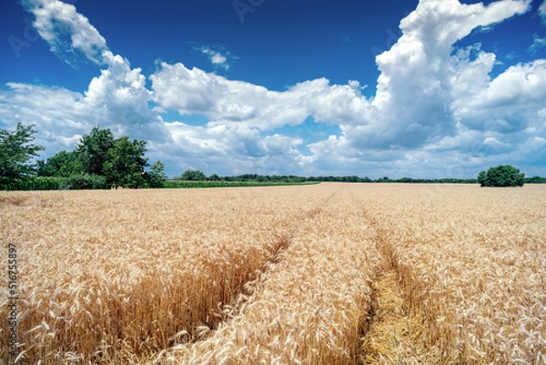 Obraz Golden wheat field cloudscape panorama with white clouds on blue sky in summer before harvest