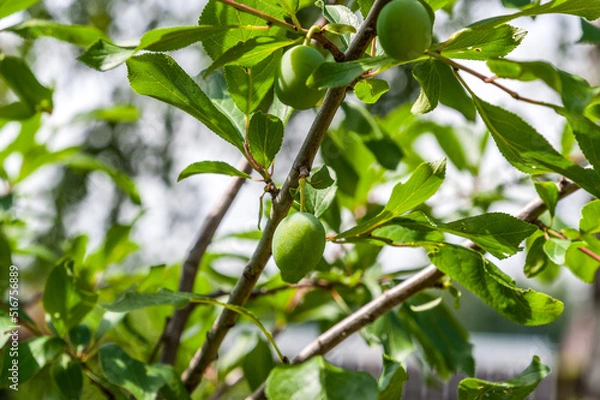 Fototapeta Plum ripens in the garden on a tree