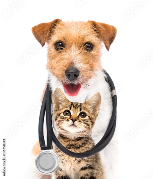 Fototapeta dog and cat and stethoscope