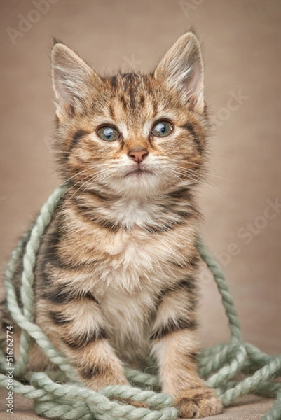 Fototapeta Tabby kitten wrapped in knitting thread sits looking at the camera