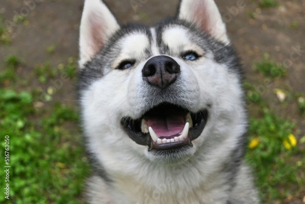Fototapeta siberian husky dog