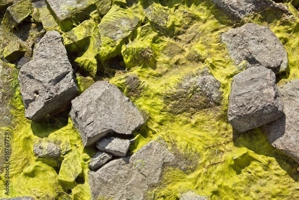 Fototapeta Rocks and seaweed on seashore at Meilahti, Helsinki, Finland.