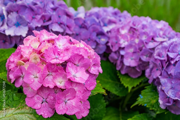 Fototapeta 雨に濡れた紫陽花