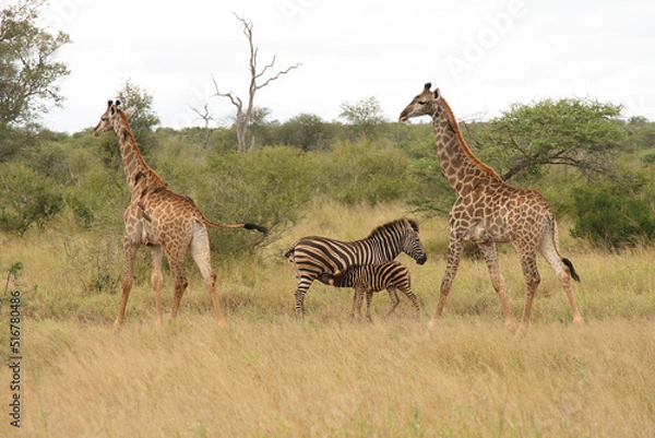 Fototapeta Giraffe und Steppenzebra / Giraffe and Burchell's zebra / Giraffa Camelopardalis et Equus burchellii