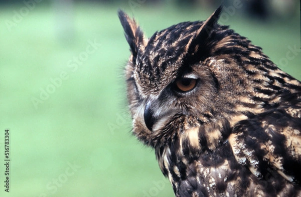 Fototapeta Owl portrait