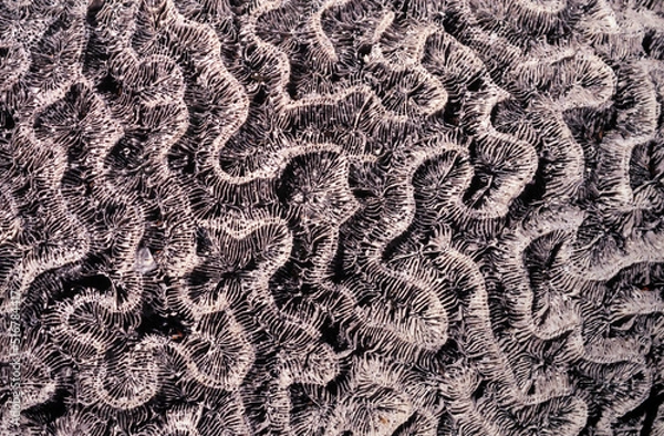 Obraz Coral Close up