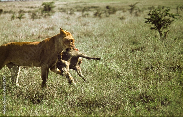 Obraz Lioness with kill