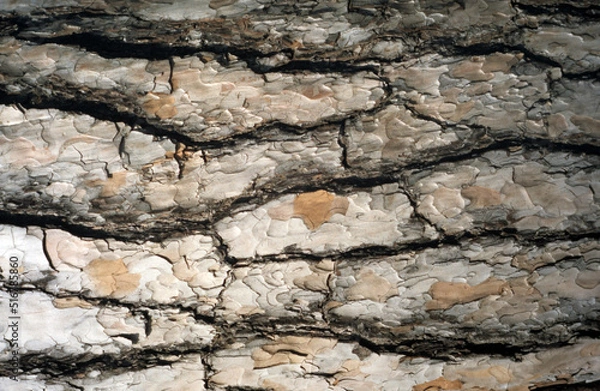 Obraz Tree bark