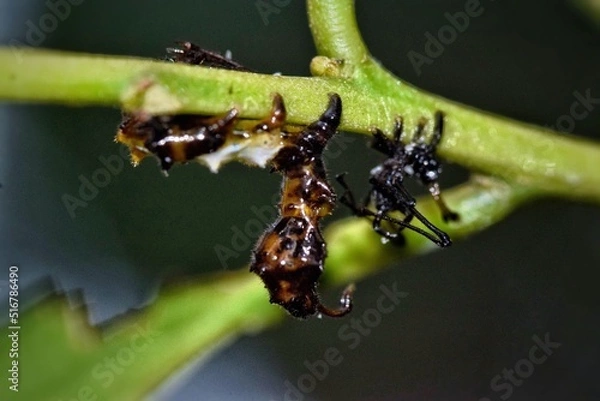 Obraz Caterpillar On Leaf