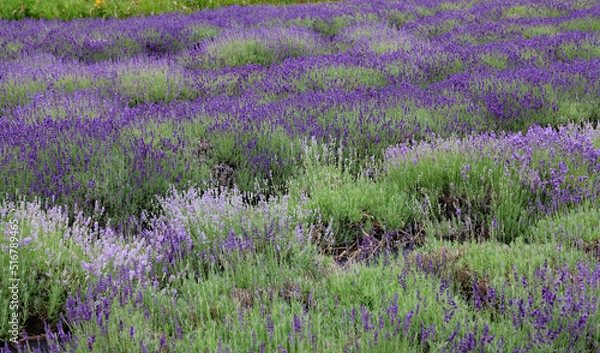 Obraz Lavender in bloom is fun to visit, and walk through the fields.  Fragrant too.