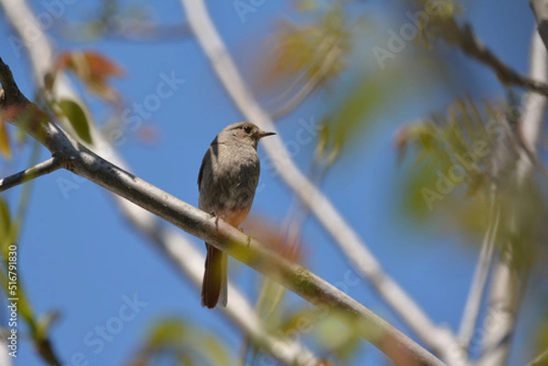 Fototapeta Redstart on twig in tree