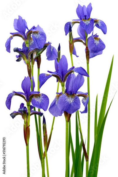Fototapeta Iris isolated on white background