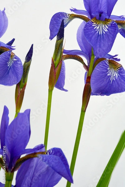 Fototapeta Iris isolated on white background