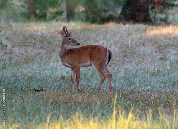 Fototapeta deer in the woods
