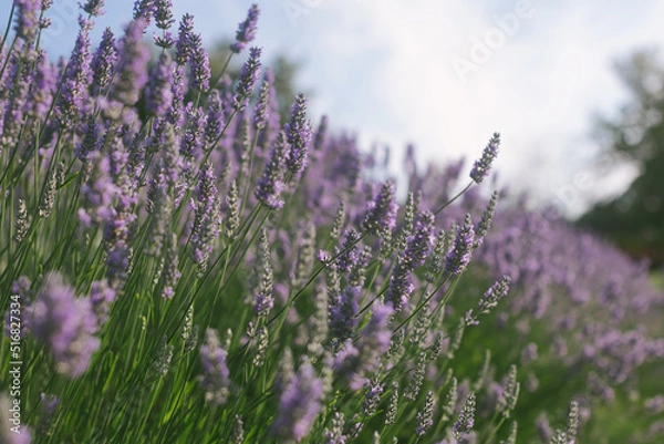 Fototapeta lavender blooming