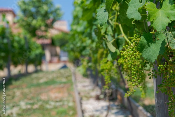 Fototapeta Close-up view of green unripe bunch of grapes hangs in vineyard in a sunny day. Blurred house with terracotta roof in the background. Selective focus. Copy space for your text. Winery theme.