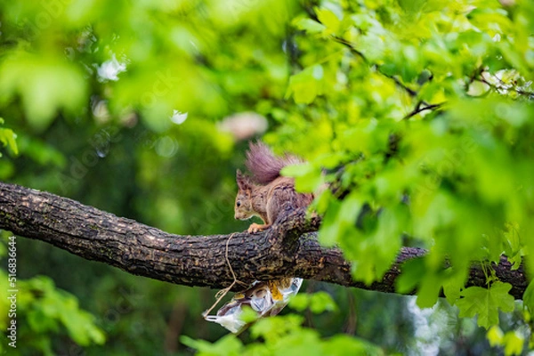 Obraz squirrel on a tree