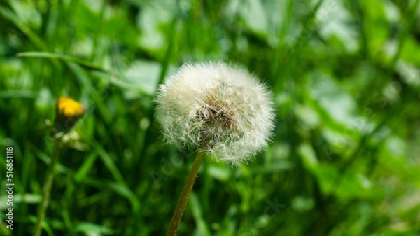 Obraz Botshoe dandelion flower on a green meadow.