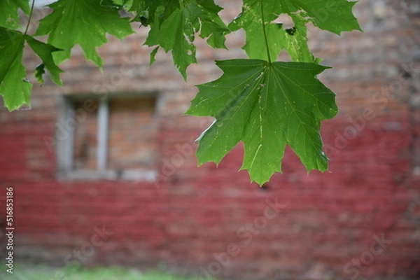 Obraz Liść na tle czerwonej cegły